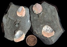 agate