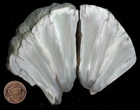 datolite